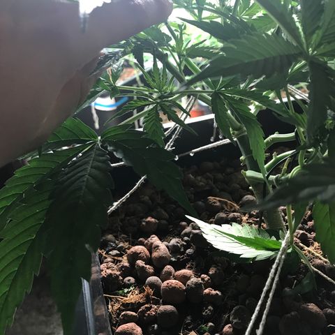 Nigel growlog timeline photo