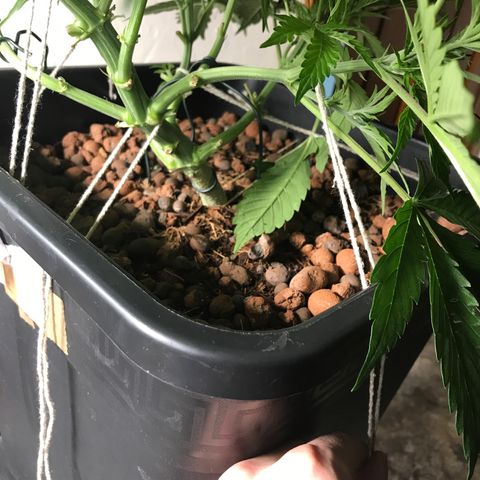 Nigel growlog timeline photo