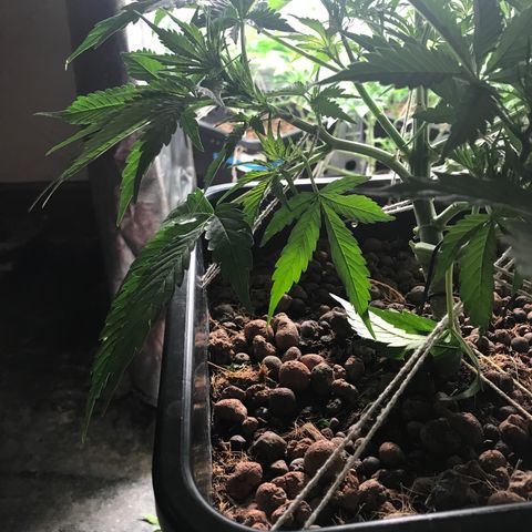 Nigel growlog timeline photo