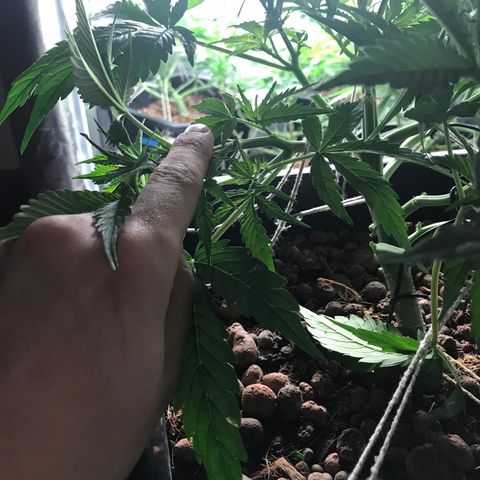 Nigel growlog timeline photo