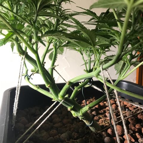 Nigel growlog timeline photo