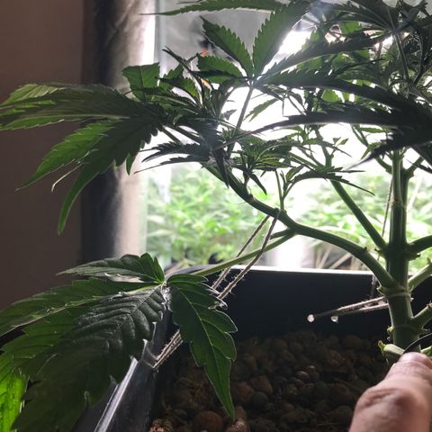 Nigel growlog timeline photo