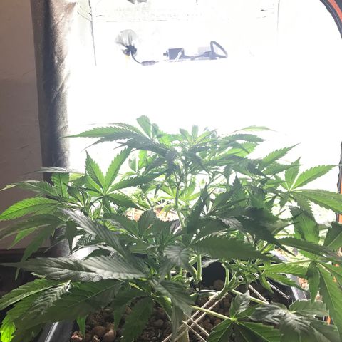 Nigel growlog timeline photo