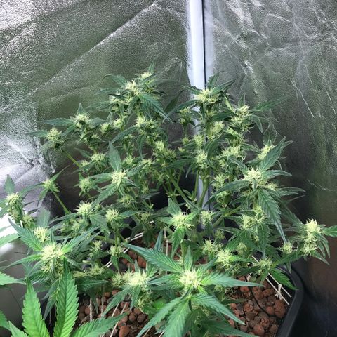 Willy #2 The Widower  growlog photo: Final defoliation 