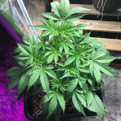 Nigel growlog timeline photo