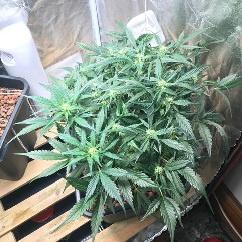Willy #2 The Widower  growlog photo: Final defoliation 