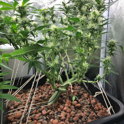 Willy #2 The Widower  growlog photo: Final defoliation 