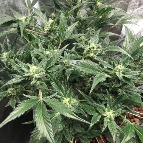 Willy growlog timeline photo