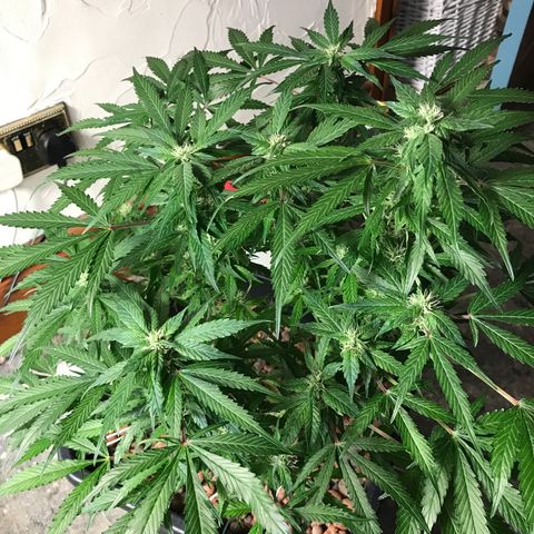 Nigel growlog photo: Flower wk2