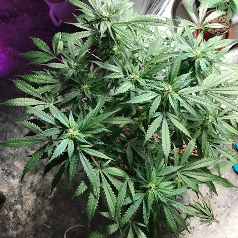 Nigel growlog photo: Flower wk2