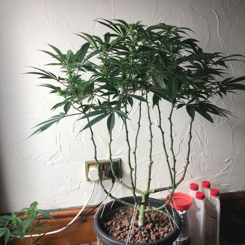 George Clone-y growlog photo: Wk 1 flower
Shwazzed 