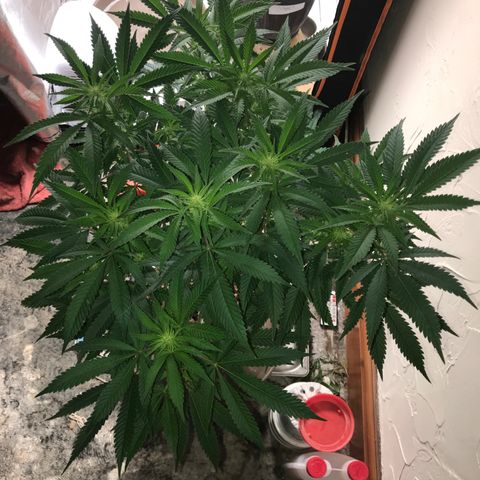 George Clone-y growlog photo: Wk 1 flower
Shwazzed 