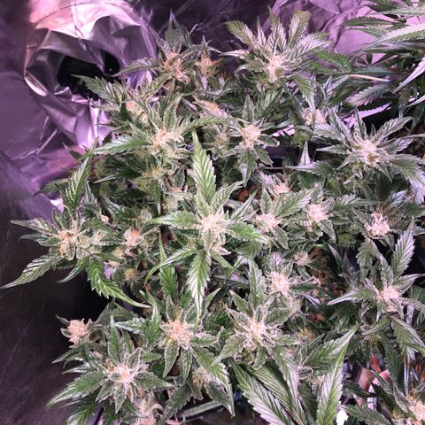 Willy growlog timeline photo