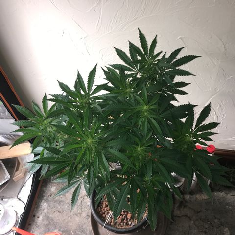 George Clone-y growlog photo: Wk 1 flower
Shwazzed 