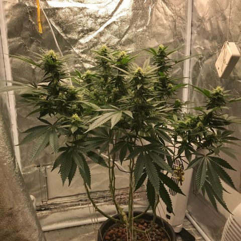 George Clone-y growlog photo: Flower wk 3