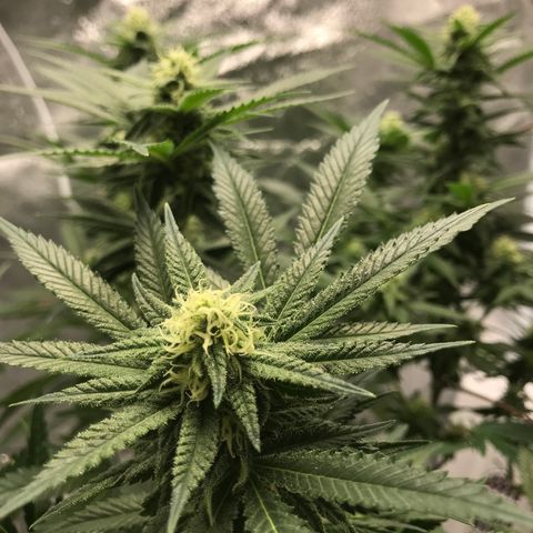 George Clone-y growlog photo: Flower wk 3