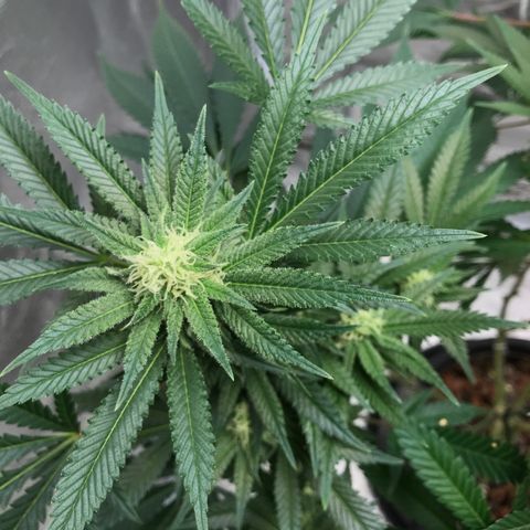 George Clone-y growlog photo: Flower wk 3