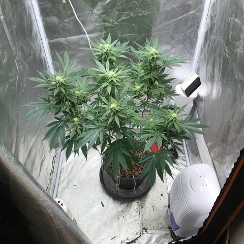George Clone-y growlog photo: Flower wk 3