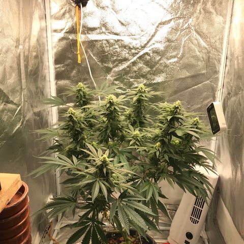George Clone-y growlog photo: Wk 4