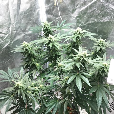 George Clone-y growlog photo: Wk 4