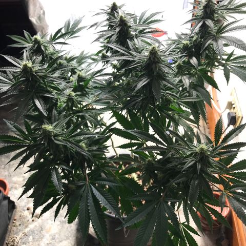 George Clone-y growlog photo: Wk4