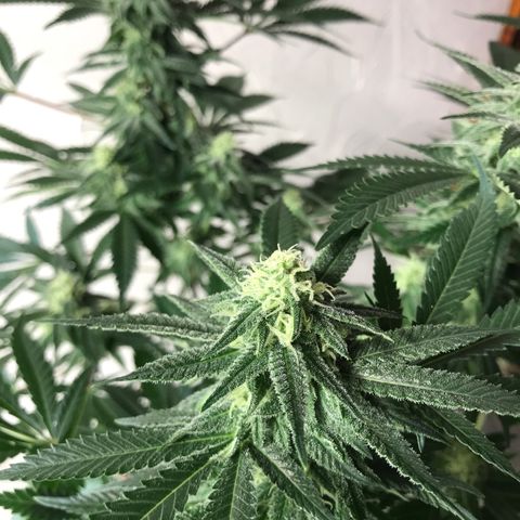 George Clone-y growlog photo: Wk4