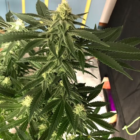 George Clone-y growlog photo: Wk 4