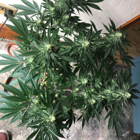 George Clone-y growlog photo: Wk4