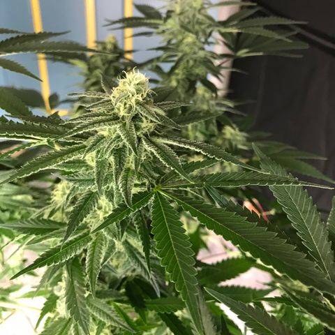 George Clone-y growlog photo: Wk 4