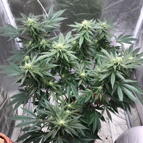 George Clone-y growlog photo: Wk 4