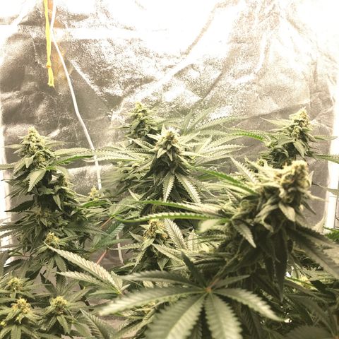 George Clone-y growlog photo: Wk6 flower 
Increased EC 1600 max 
Steadily increasing through week to 1900