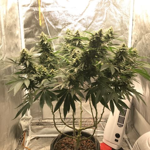 George Clone-y growlog photo: Wk6 flower 
Increased EC 1600 max 
Steadily increasing through week to 1900