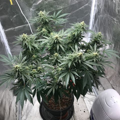 George Clone-y growlog photo: Wk6 flower 
Increased EC 1600 max 
Steadily increasing through week to 1900