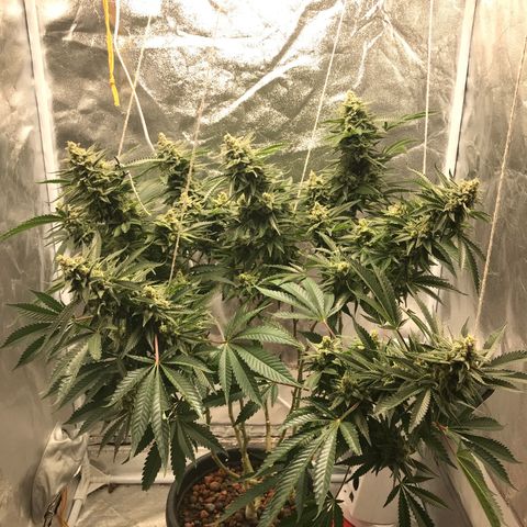 George Clone-y growlog timeline photo