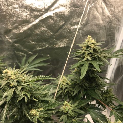 George Clone-y growlog timeline photo