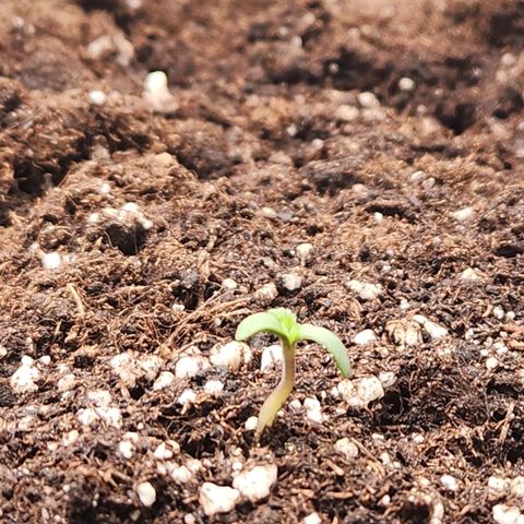 Blueberry Pie Oreoz  growlog timeline photo