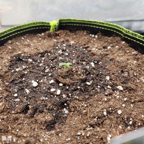 Mango Sorbet* growlog timeline photo