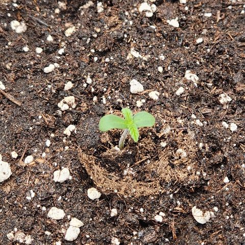 Mango Sorbet* growlog timeline photo