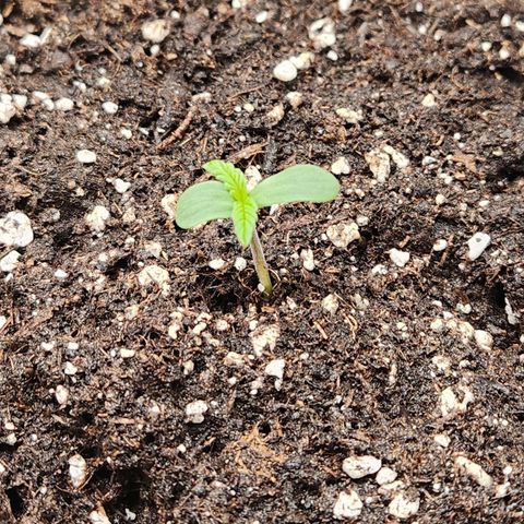 Blueberry Pie Oreoz  growlog timeline photo