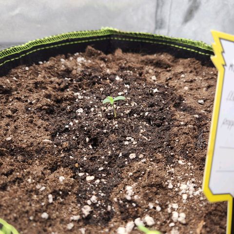 Blueberry Pie Oreoz  growlog timeline photo