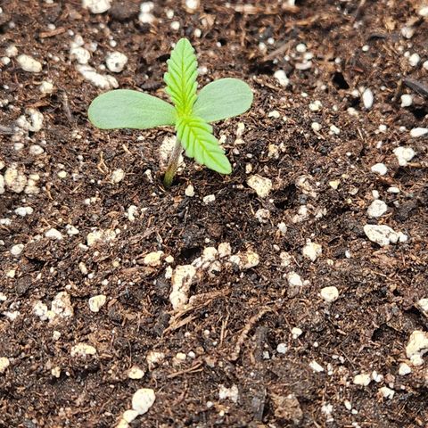 Blueberry Pie Oreoz  growlog timeline photo