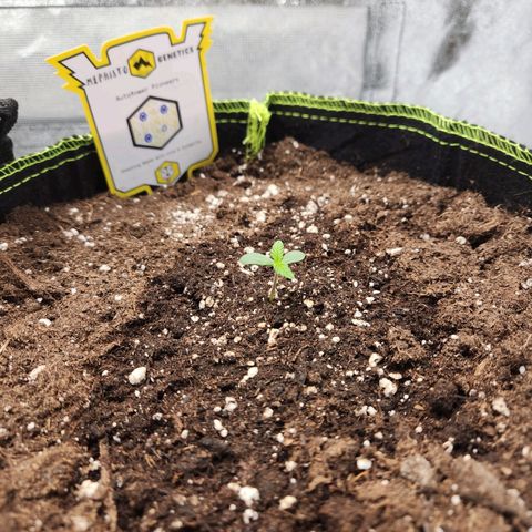 Blueberry Pie Oreoz  growlog timeline photo