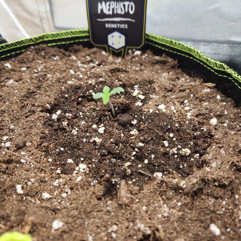 Mango Sorbet* growlog timeline photo