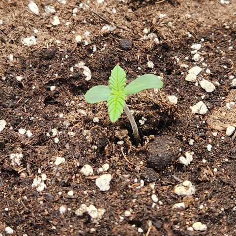 Mango Sorbet* growlog timeline photo