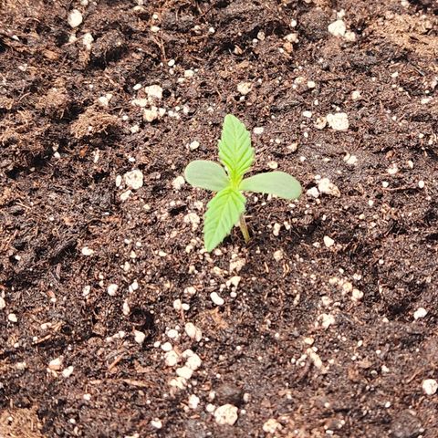 Blueberry Pie Oreoz  growlog timeline photo