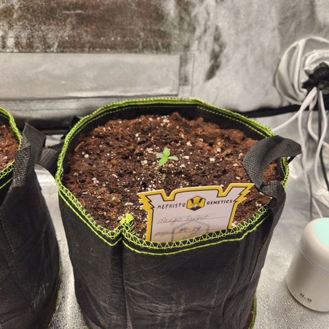 Blueberry Pie Oreoz  growlog timeline photo