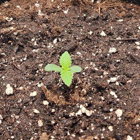 Mango Sorbet* growlog timeline photo