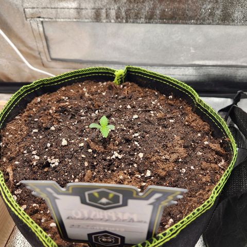 Mango Sorbet* growlog timeline photo