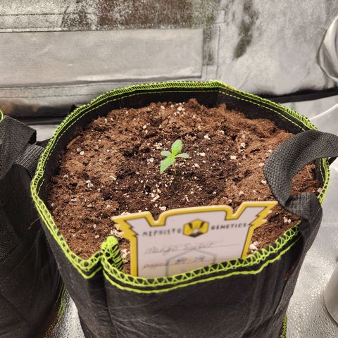 Blueberry Pie Oreoz  growlog timeline photo