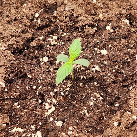 Blueberry Pie Oreoz  growlog timeline photo